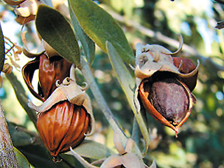Jojoba Oil-Producing Plant Shrub Seeds - Image 4