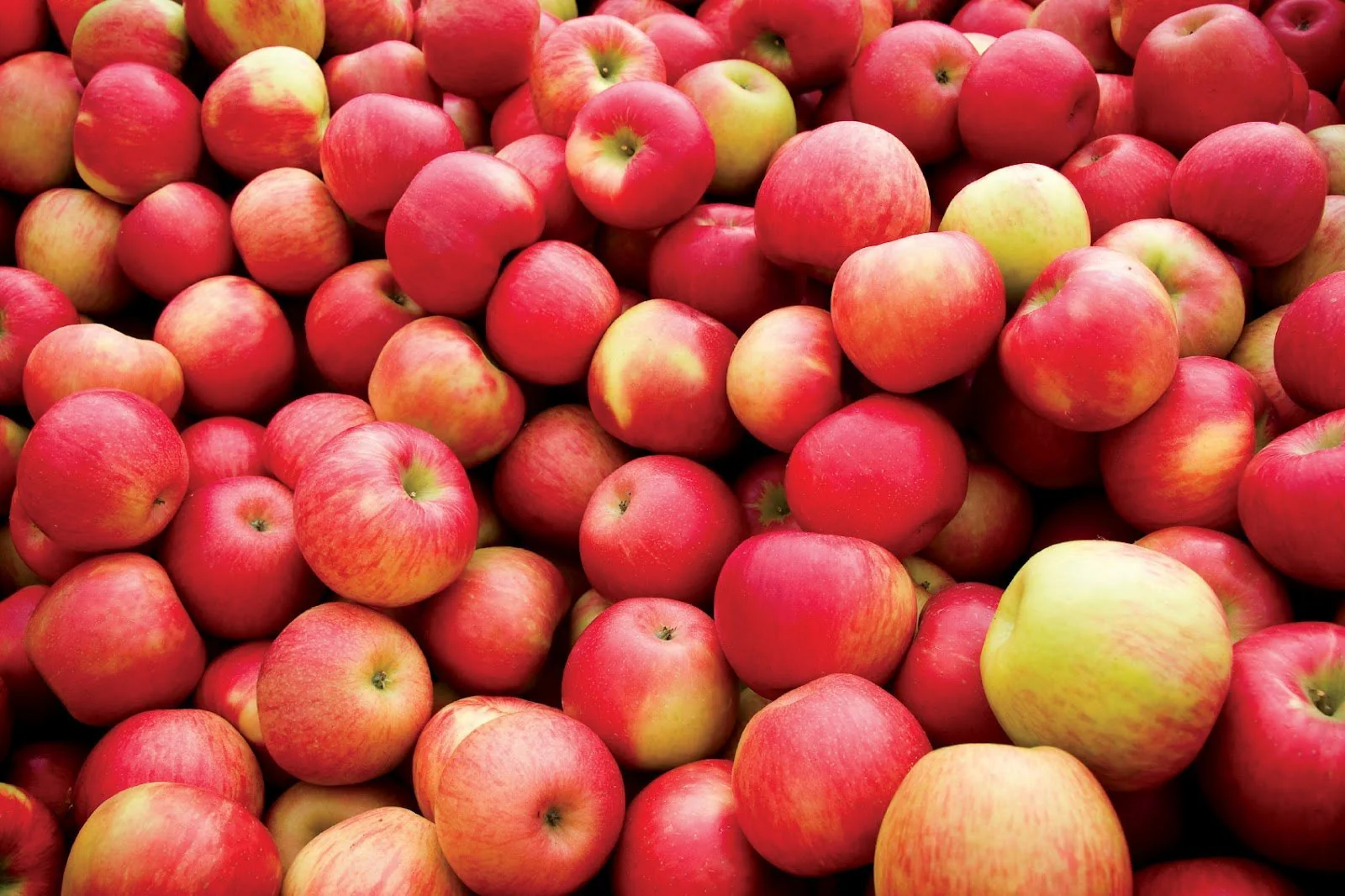 Jonathan Apple Seeds for Planting – Sweet & Tart Heirloom Apple Trees - Image 3