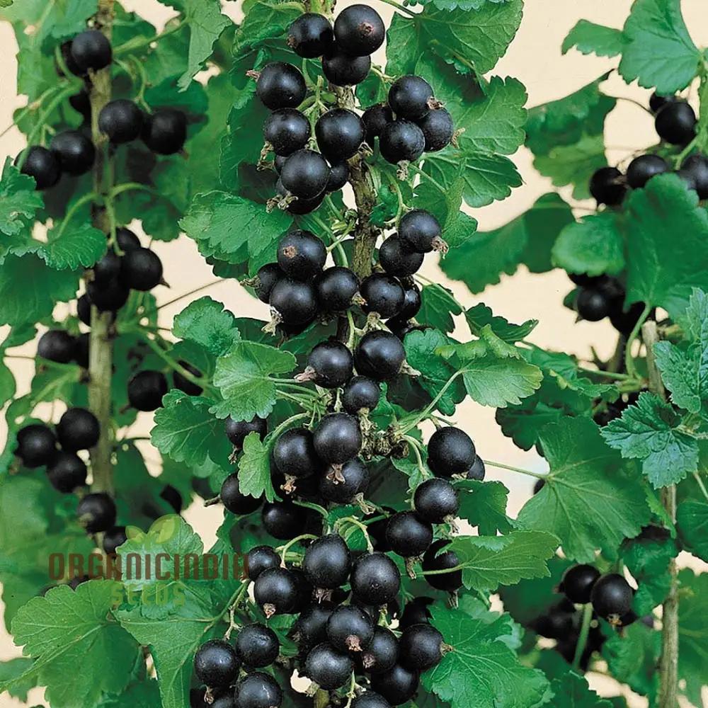 JOSTABERRY Seeds for Vibrant Gardening Enthusiasts | High-Quality Seeds for Your Garden