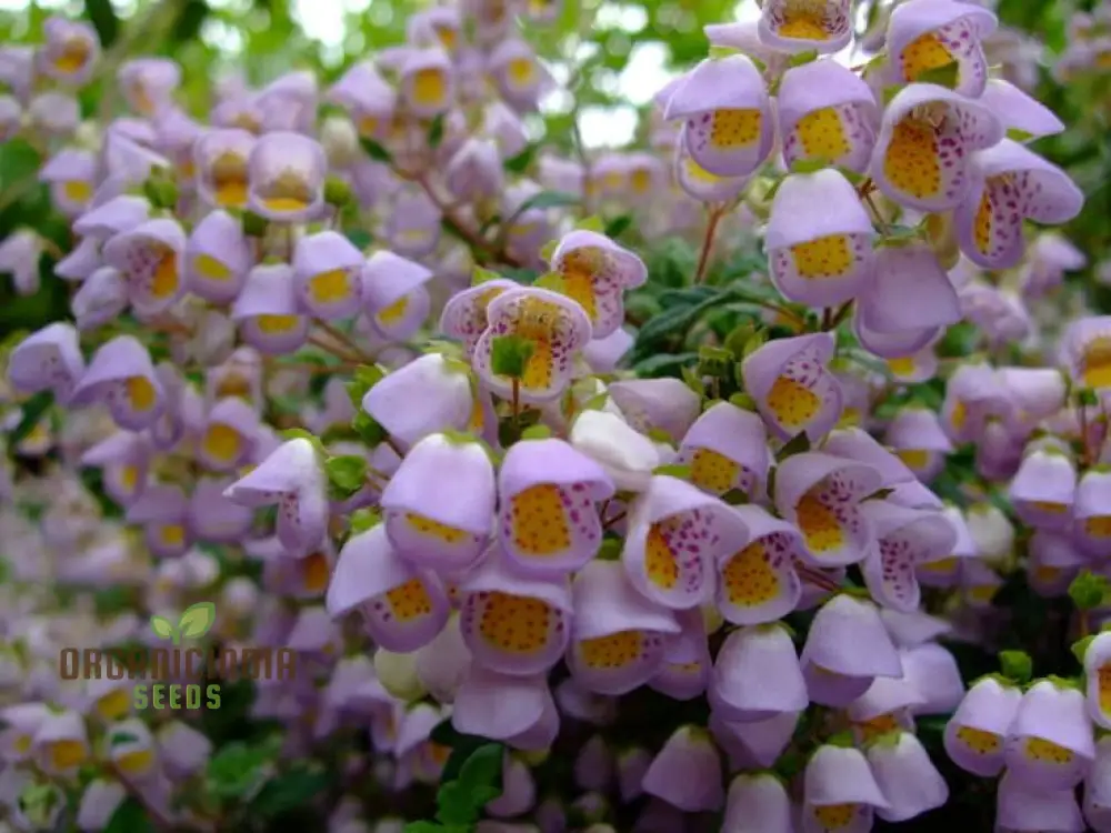 Jovellana punctata Seeds - 100 Pcs for Planting