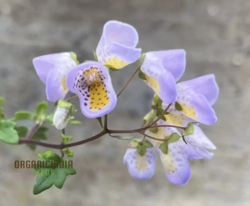 Jovellana punctata Seeds - 100 Pcs for Planting - Image 4