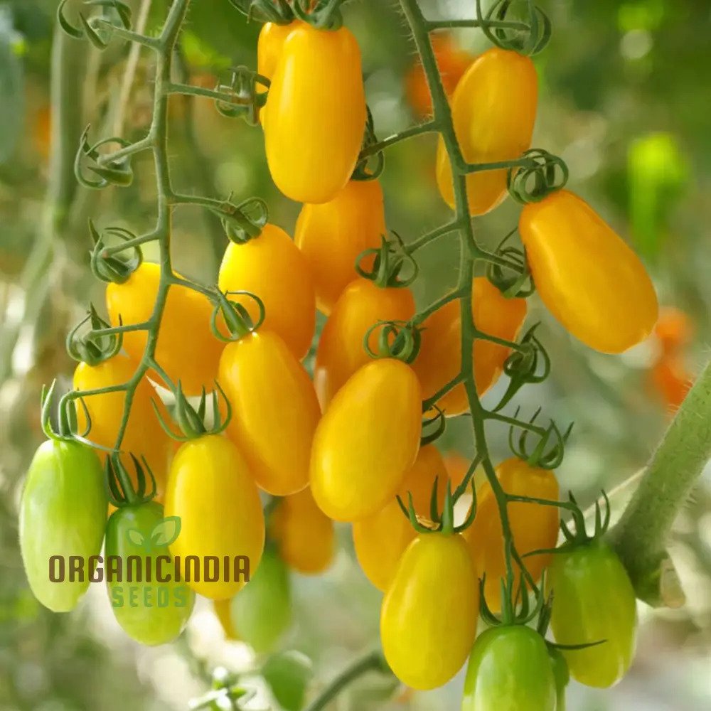 Juicy Delights: Planting and Growing Tomato Bliss F1 Seeds for Your Pathway to Garden Glory and Fresh, Flavorful Harvests - Image 4