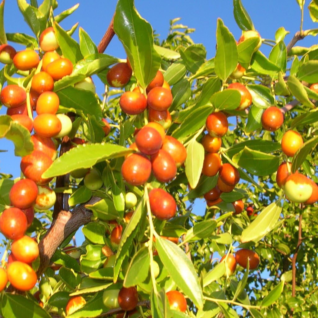 Jujube Tree (Ziziphus jujuba) – Seeds