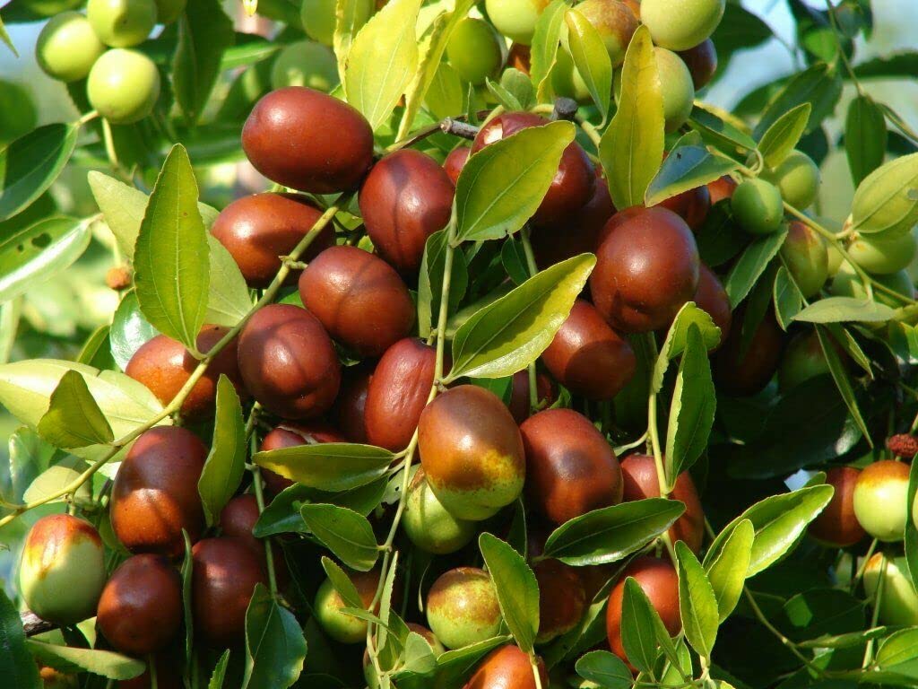 Jujube Tree (Ziziphus jujuba) – Seeds - Image 3