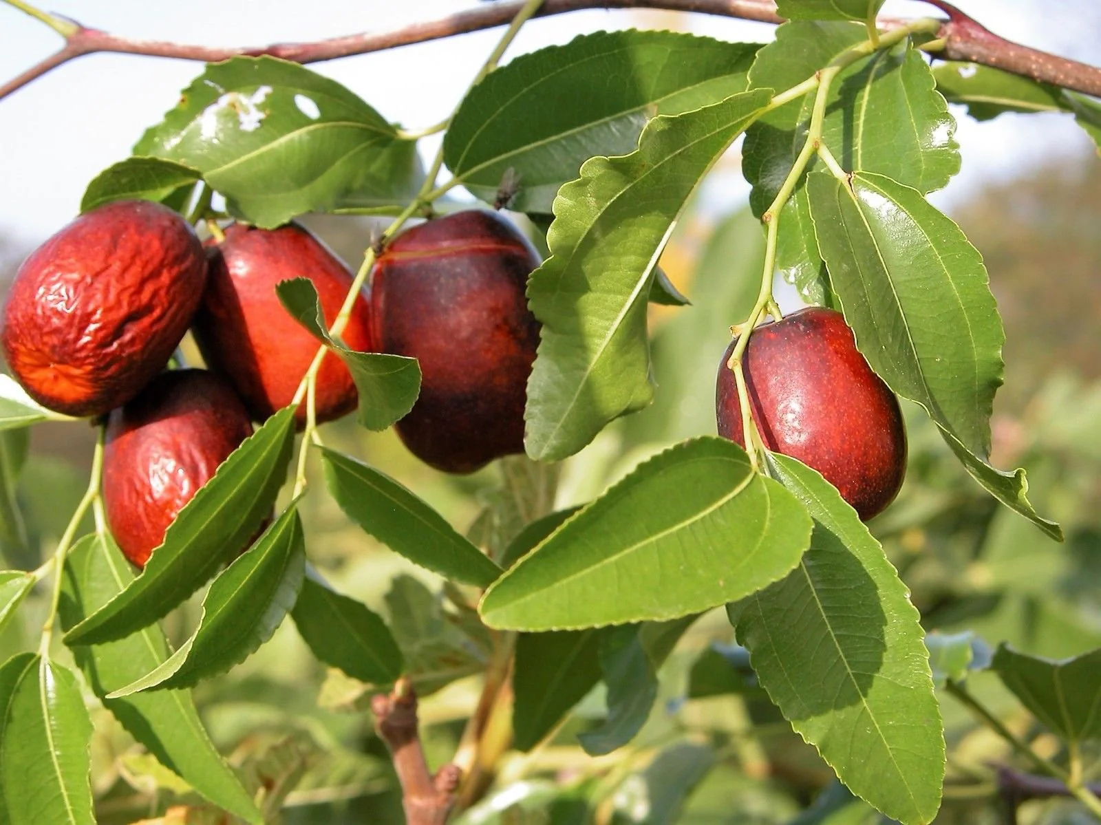 Jujube Tree (Ziziphus jujuba) – Seeds - Image 4