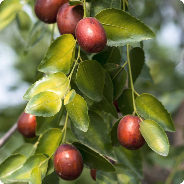 Jujube Tree (Ziziphus jujuba) – Seeds - Image 5
