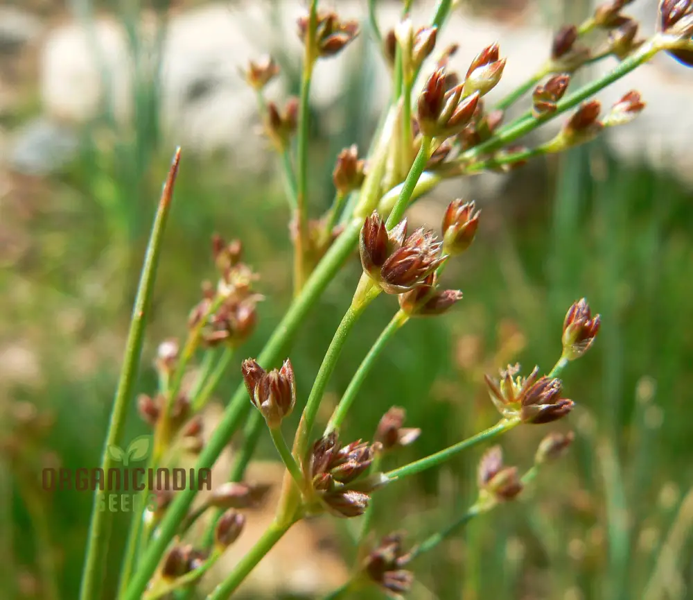 Juncus Rigidus Seeds for Gardening and Planting (100 pcs)