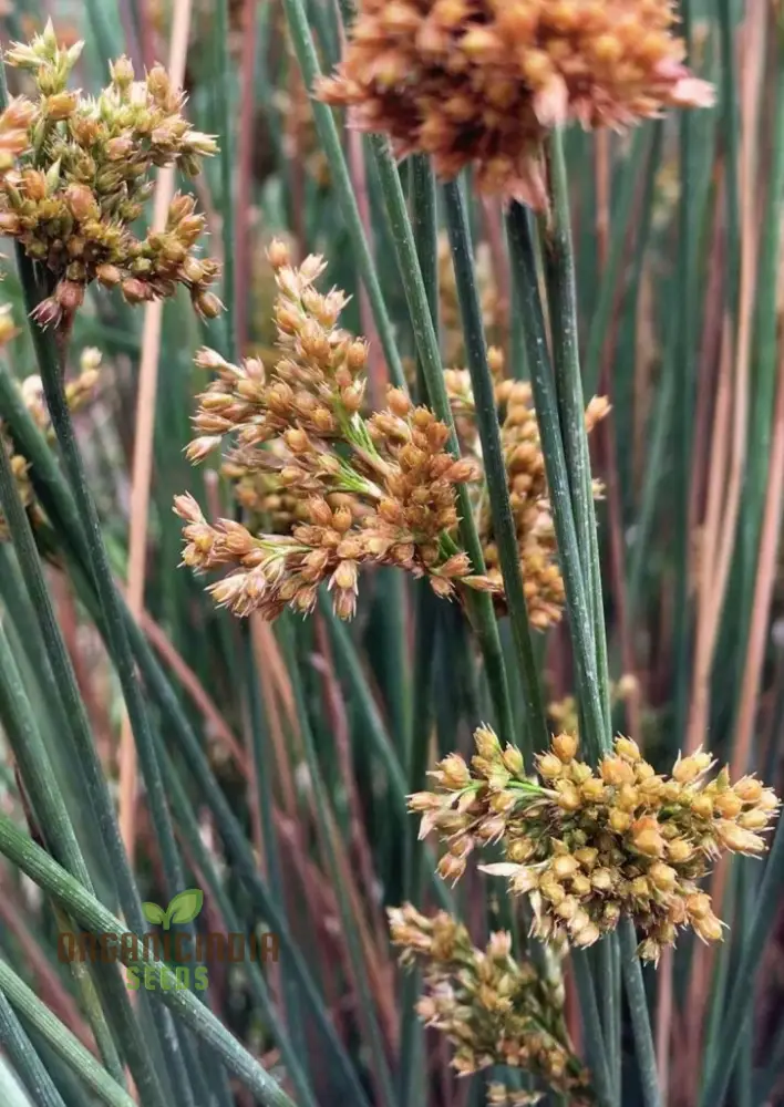 Juncus Rigidus Seeds for Gardening and Planting (100 pcs) - Image 3