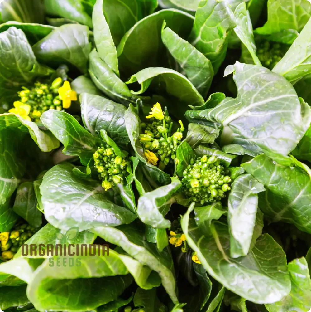 Jung Green Leafy Vegetable Seeds For Planting, Grow Fresh and Nutritious Greens at Home