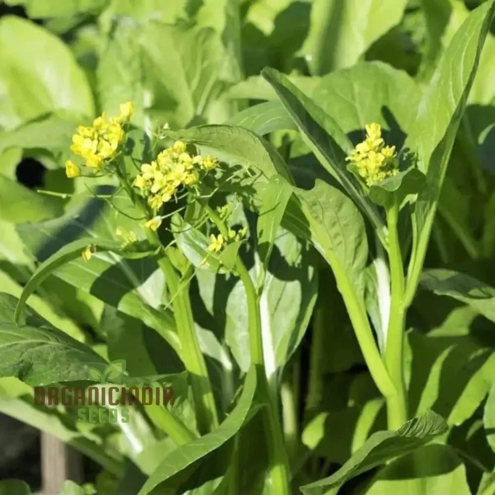Jung Green Leafy Vegetable Seeds For Planting, Grow Fresh and Nutritious Greens at Home - Image 3