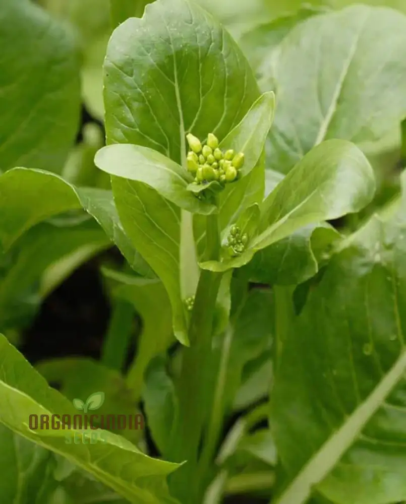 Jung Green Leafy Vegetable Seeds For Planting, Grow Fresh and Nutritious Greens at Home - Image 4