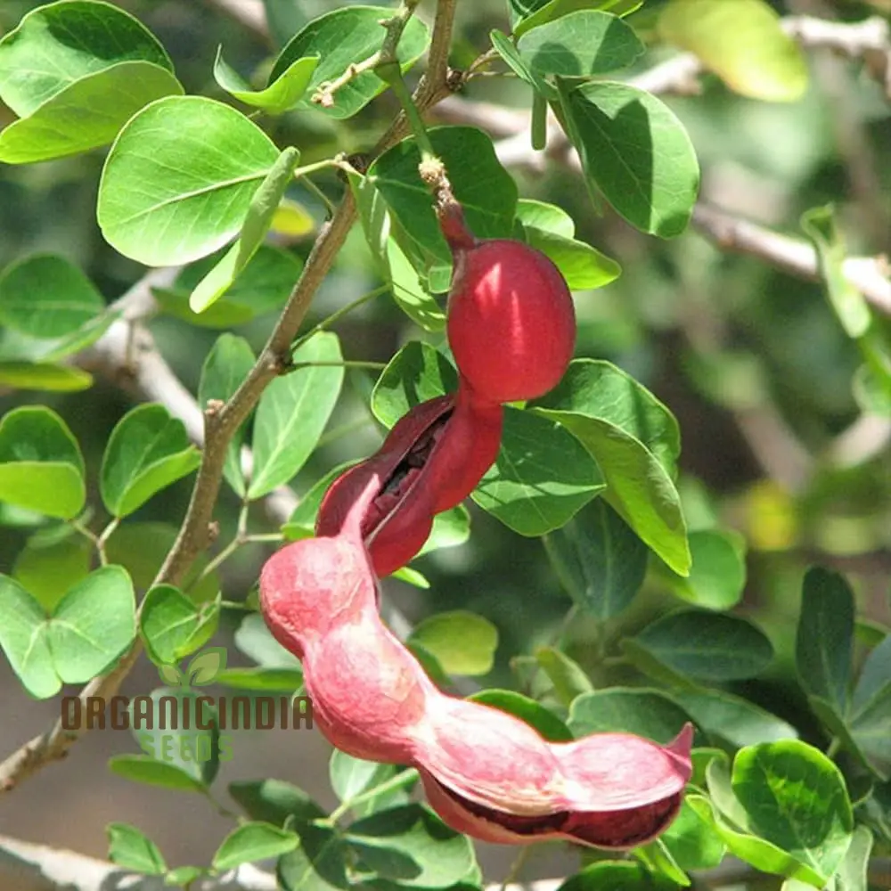 Jungle Jalebi Fruit Seeds, Exotic Tropical Fruit Seeds for Home Gardening, Rare & Unique Jungle Fruit Seeds for Your Garden