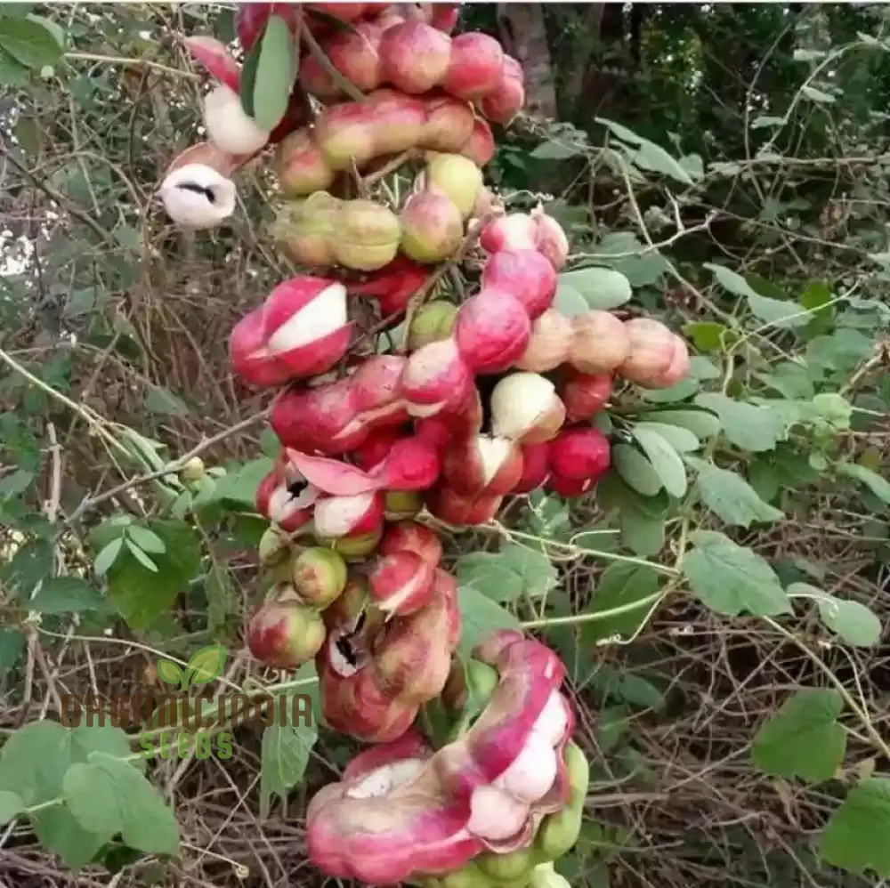 Jungle Jalebi Fruit Seeds, Exotic Tropical Fruit Seeds for Home Gardening, Rare & Unique Jungle Fruit Seeds for Your Garden - Image 3