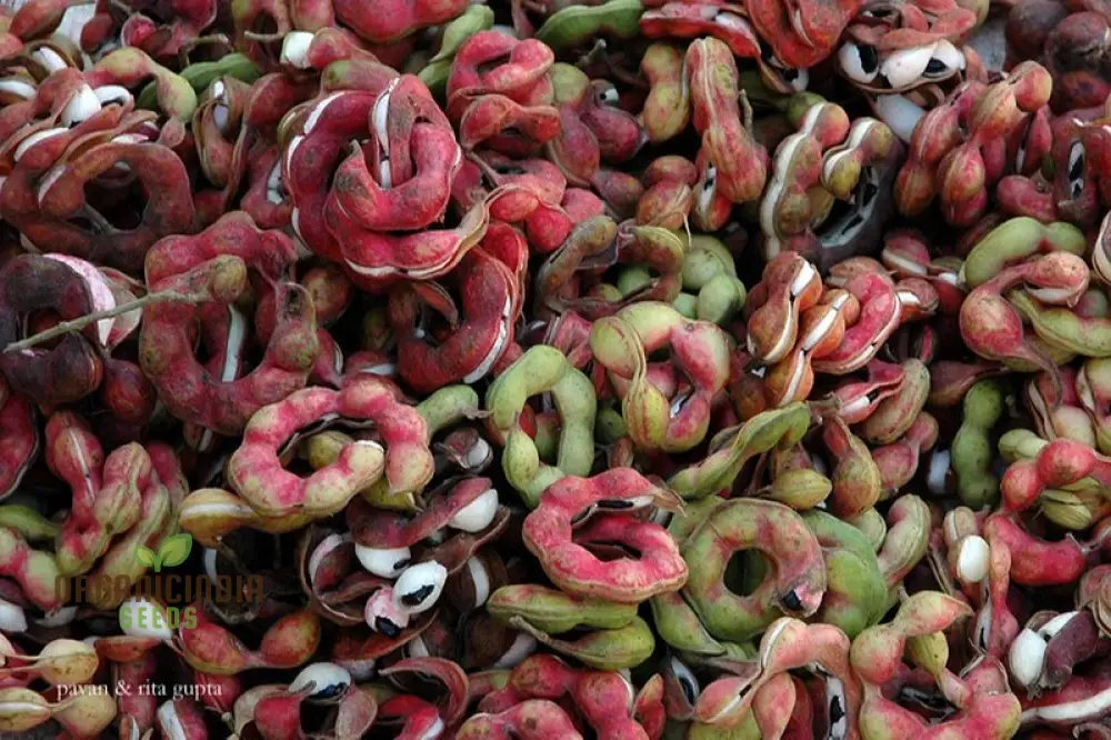 Jungle Jalebi Fruit Seeds, Exotic Tropical Fruit Seeds for Home Gardening, Rare & Unique Jungle Fruit Seeds for Your Garden - Image 4