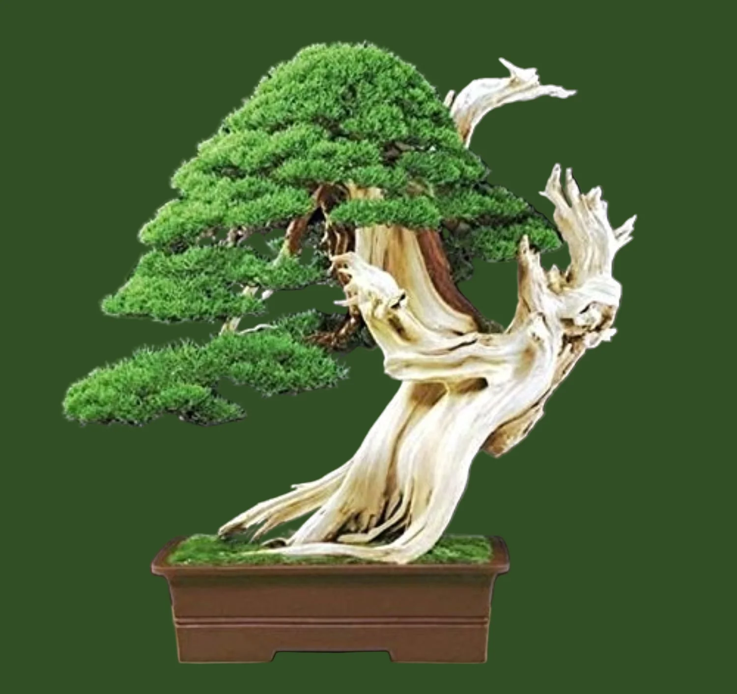 Juniper Tree Seeds for Premium Planting