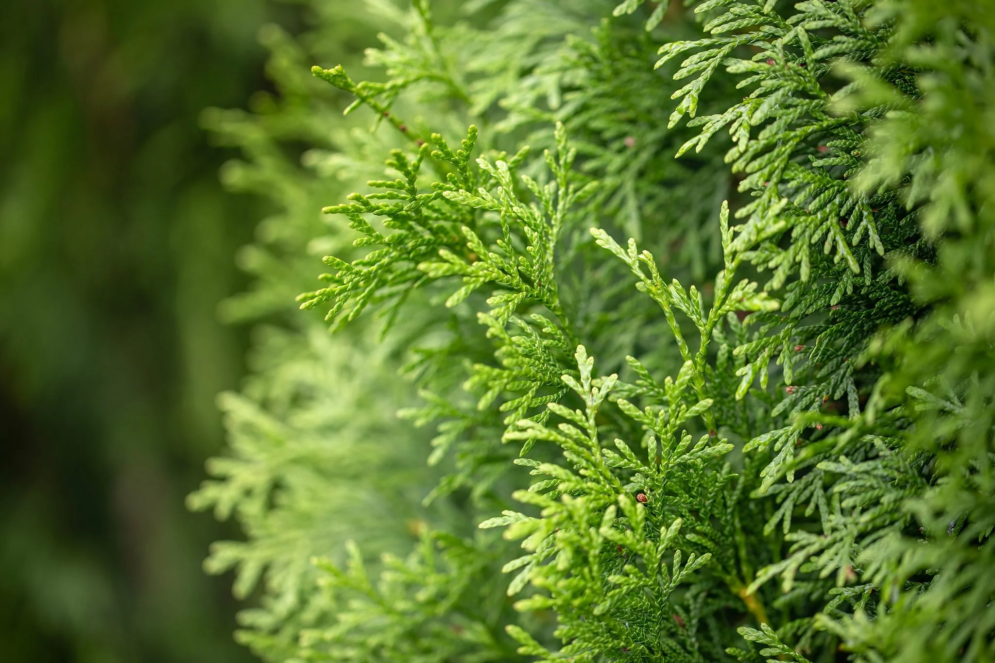 Juniper Tree Seeds for Premium Planting - Image 2
