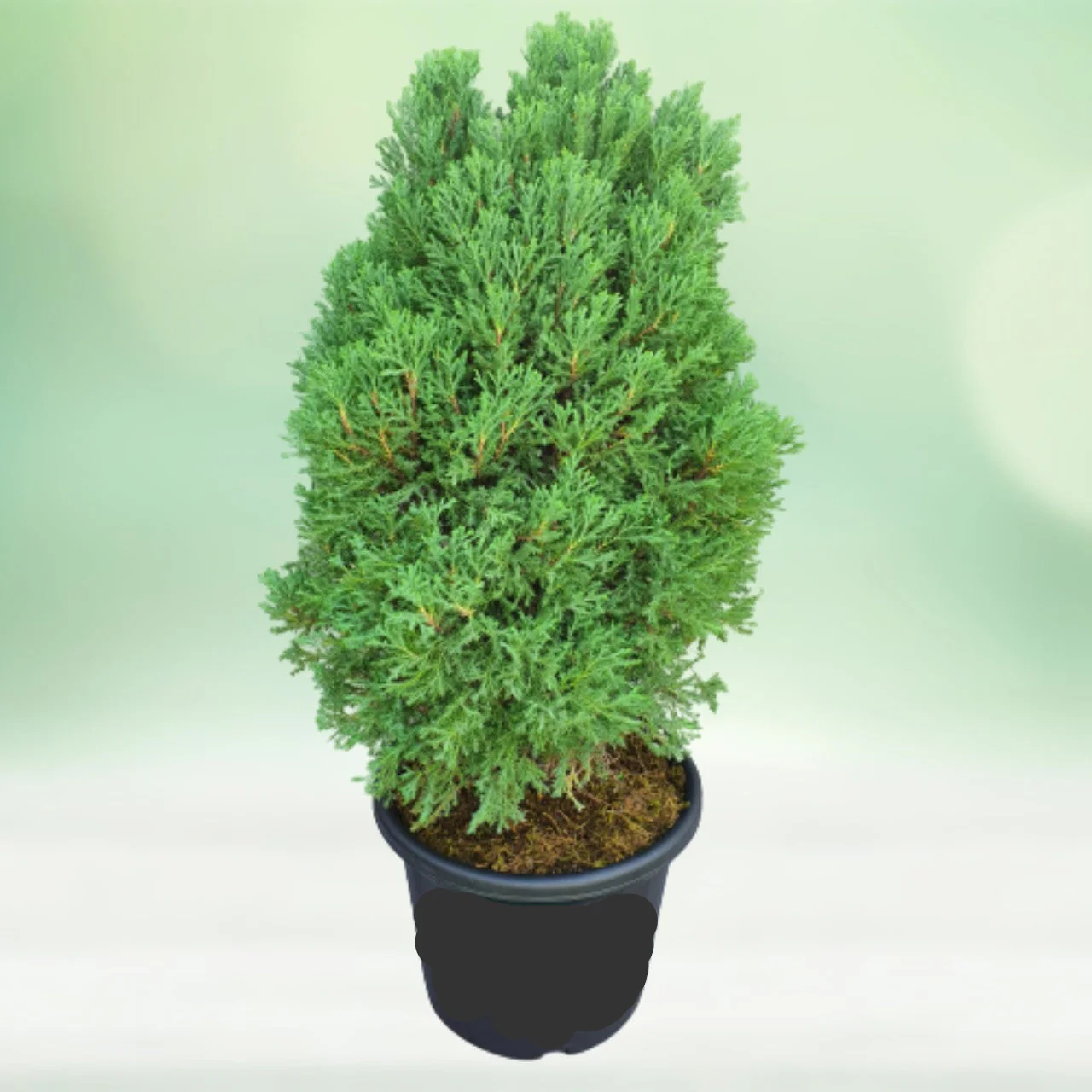 Juniper Tree Seeds for Premium Planting - Image 3