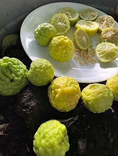 Kaffir Lime Tree Seeds for Planting–Flowering & Fruiting Variety, Guaranteed Quality - Image 3