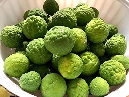 Kaffir Lime Tree Seeds for Planting–Flowering & Fruiting Variety, Guaranteed Quality - Image 4