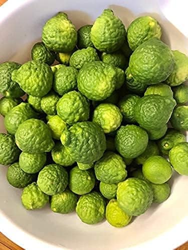 Kaffir Lime Tree Seeds for Planting–Flowering & Fruiting Variety, Guaranteed Quality - Image 5