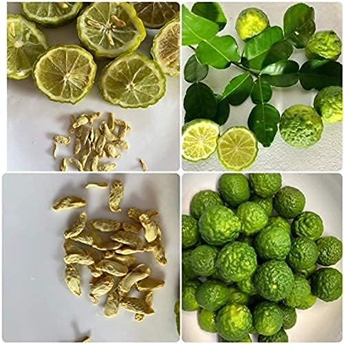 Kaffir Lime Tree Seeds for Planting–Flowering & Fruiting Variety, Guaranteed Quality - Image 6