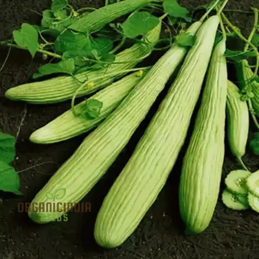 Kakri Seeds for Gardening: High-Quality Seeds for Growing Fresh, Crisp Cucumbers