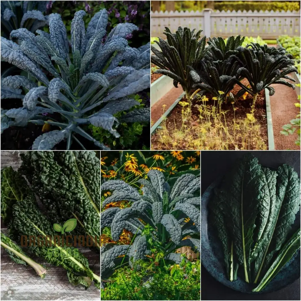 Kale - Black Toscana Vegetable Seeds For Planting, Grow Nutritious and Flavorful Kale