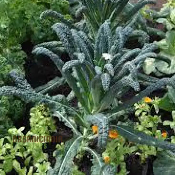 Kale - Black Toscana Vegetable Seeds For Planting, Grow Nutritious and Flavorful Kale - Image 3