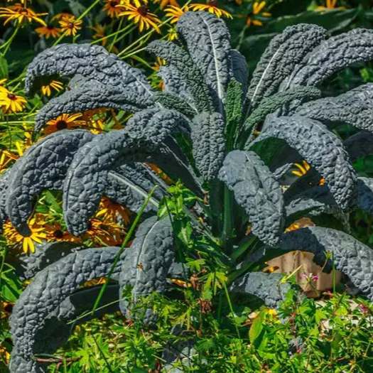 Kale - Black Toscana Vegetable Seeds For Planting, Grow Nutritious and Flavorful Kale - Image 4
