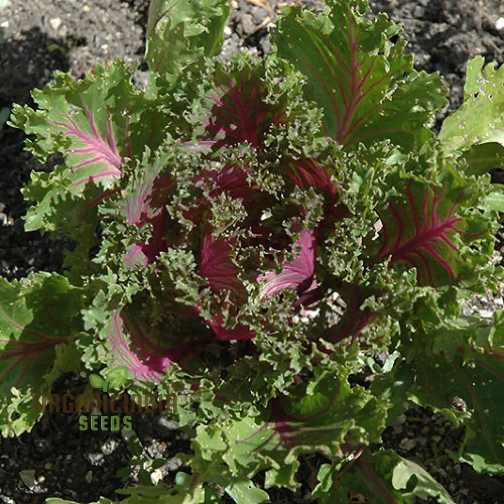 KALE BORECOLE Seeds for Vibrant Gardening Enthusiasts | Heirloom Planting Seeds for Your Lush Garden