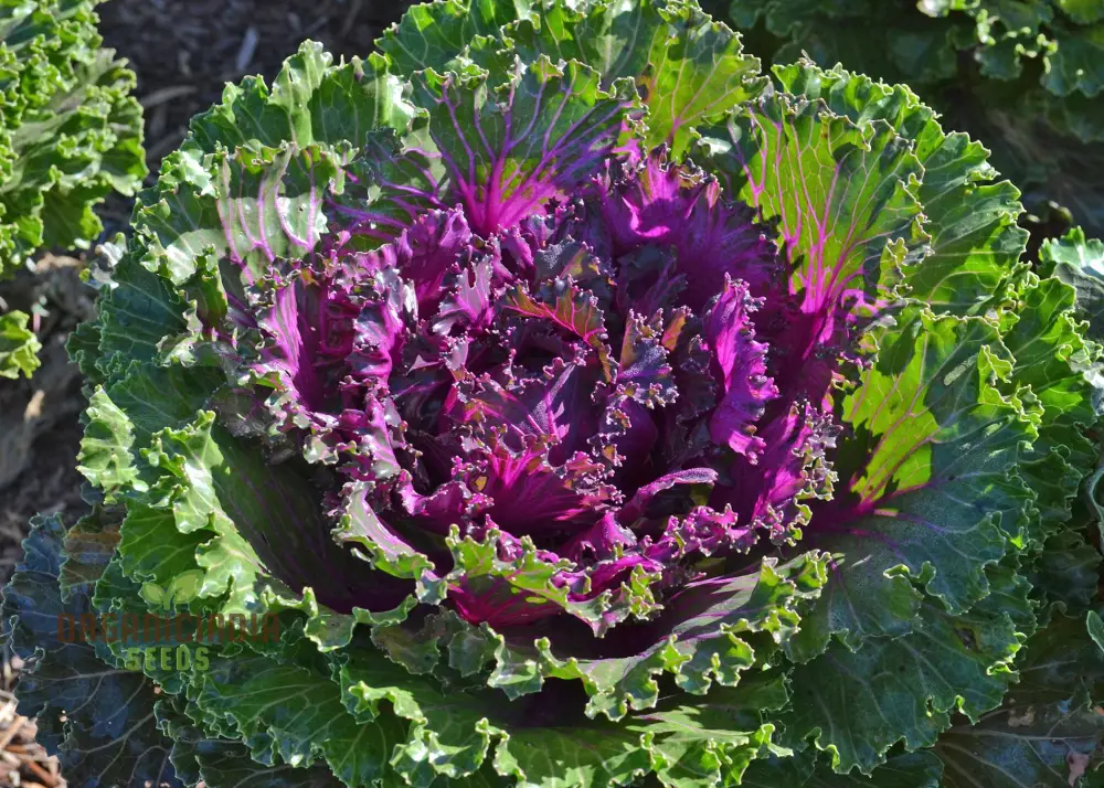 KALE BORECOLE Seeds for Vibrant Gardening Enthusiasts | Heirloom Planting Seeds for Your Lush Garden - Image 3