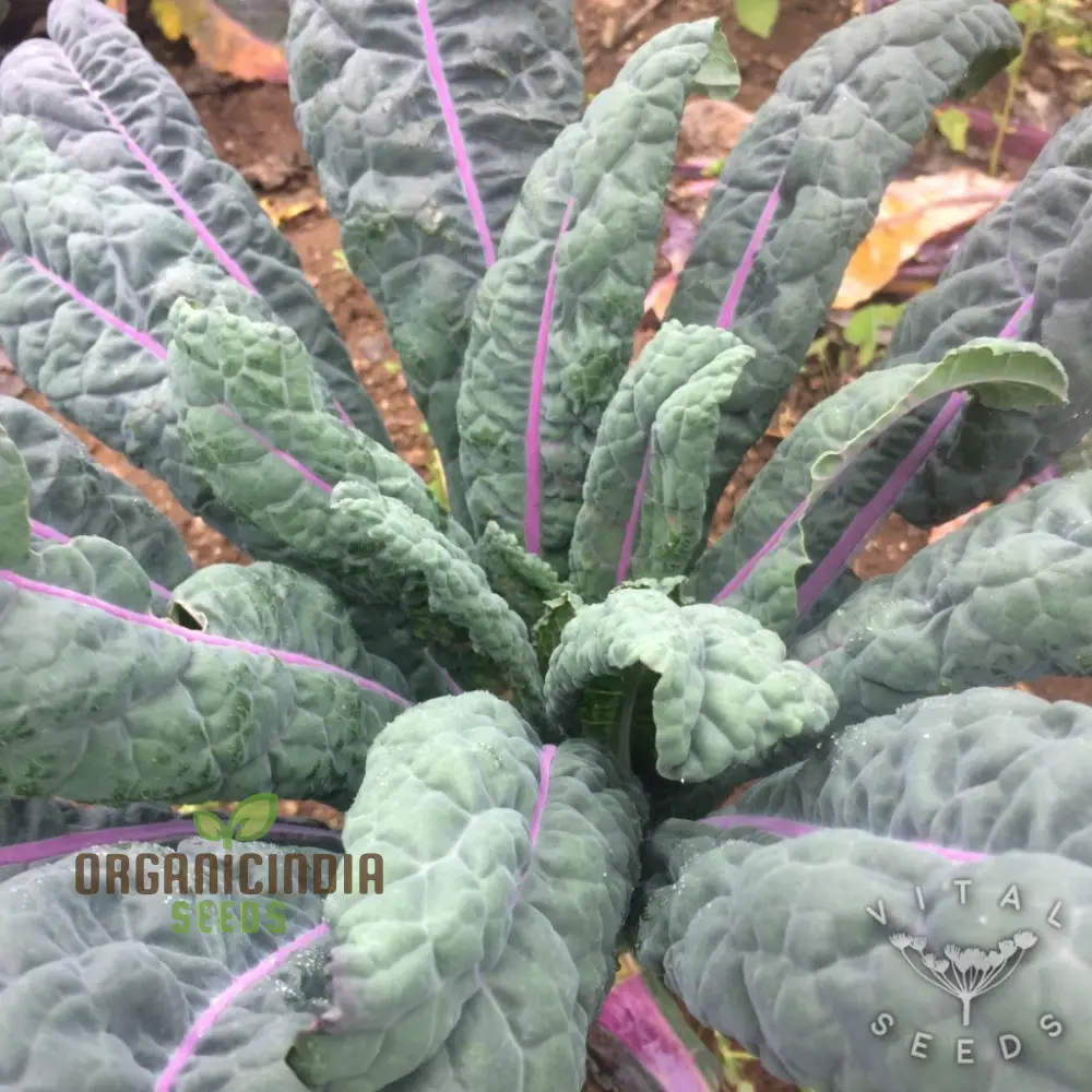 Kale - Dazzling Blue Seeds for Planting Gardening - Buy Organic Seeds Online