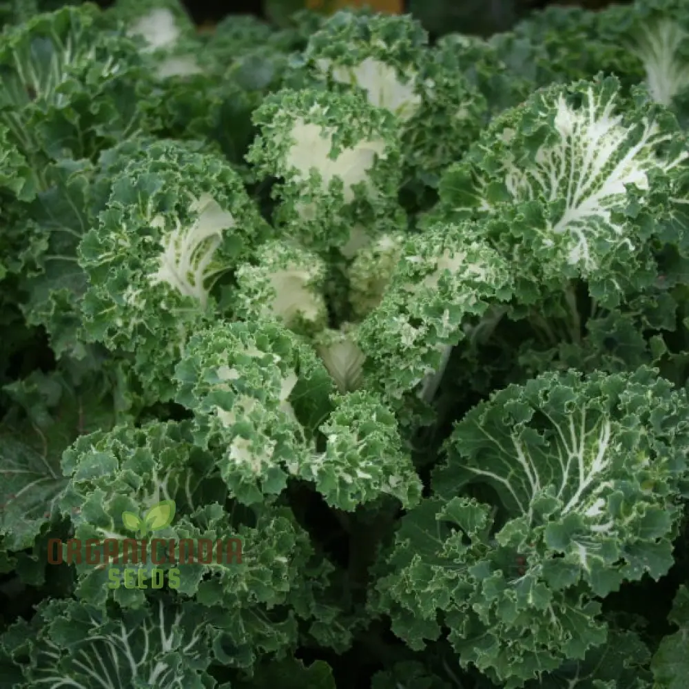 Kale 'Emerald Ice' Seeds for Home Gardening - Abundant Harvests and Nutrient-Rich Greens