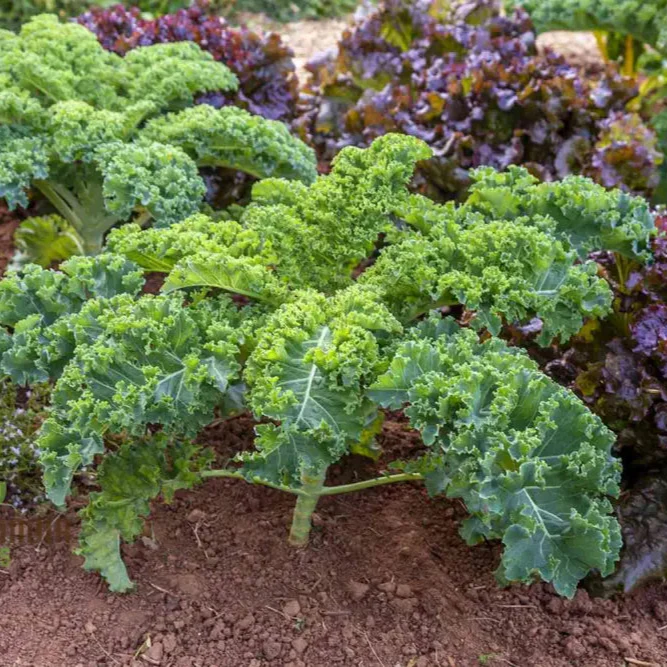 Kale 'Emerald Ice' Seeds for Home Gardening - Abundant Harvests and Nutrient-Rich Greens - Image 3