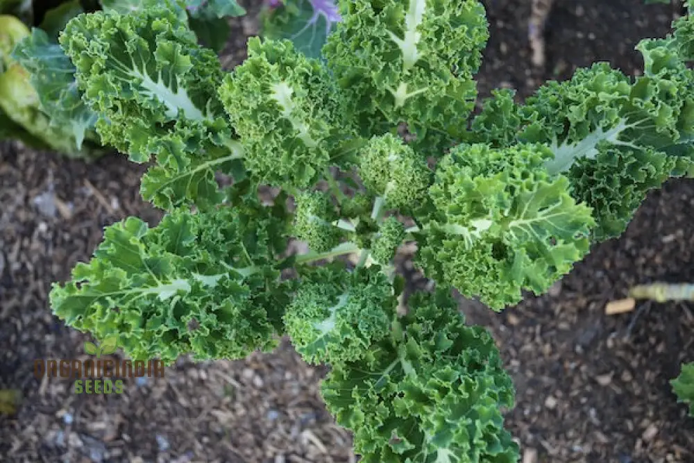 Kale 'Emerald Ice' Seeds for Home Gardening - Abundant Harvests and Nutrient-Rich Greens - Image 4