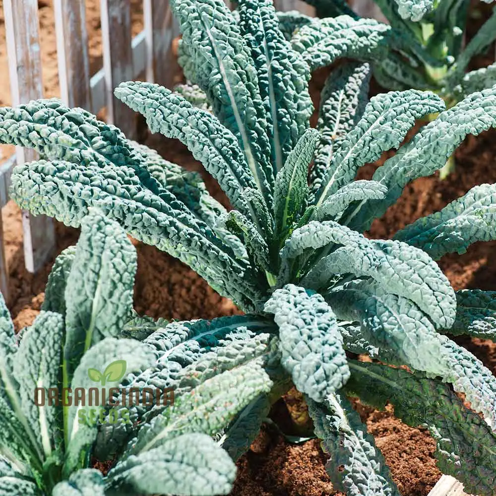 Kale Seeds 'Yurok' F1 Seeds – Elevate Your Gardening with Hardy, Delicious Vegetables for a Healthy Harvest!