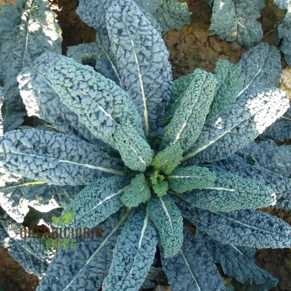 Kale Seeds 'Yurok' F1 Seeds – Elevate Your Gardening with Hardy, Delicious Vegetables for a Healthy Harvest! - Image 3