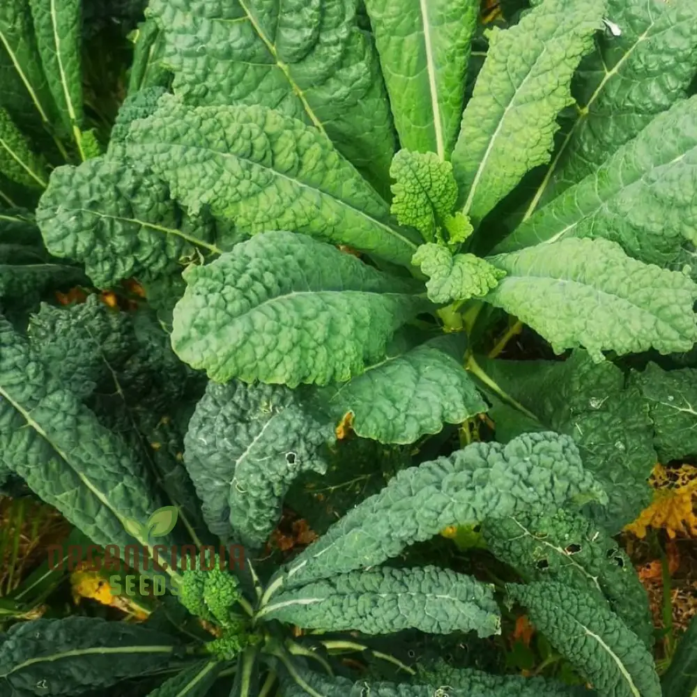 Kale Seeds 'Yurok' F1 Seeds – Elevate Your Gardening with Hardy, Delicious Vegetables for a Healthy Harvest! - Image 4