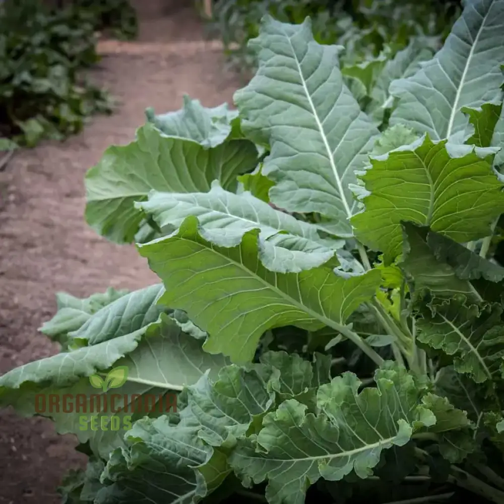 Kale Thousandhead Vegetable Seeds for Planting, High-Quality Vegetable Seeds for a Thriving Kale Seeds for Home Gardeners - Image 3