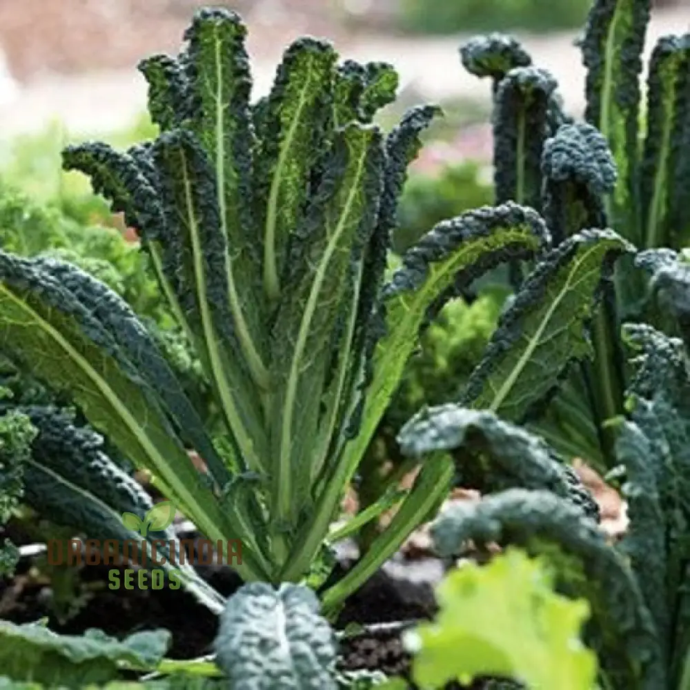 Kale Vegetable Seeds Nero di Toscana, Cultivate Nutrient-Rich and Flavorful Kale