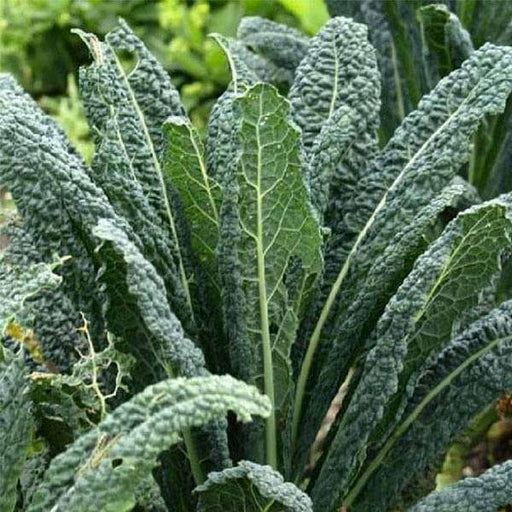 Kale Vegetable Seeds Nero di Toscana, Cultivate Nutrient-Rich and Flavorful Kale - Image 3