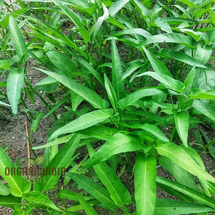 Kalmi Shak Seeds for Planting, High-Quality Planting Seeds for Your Garden