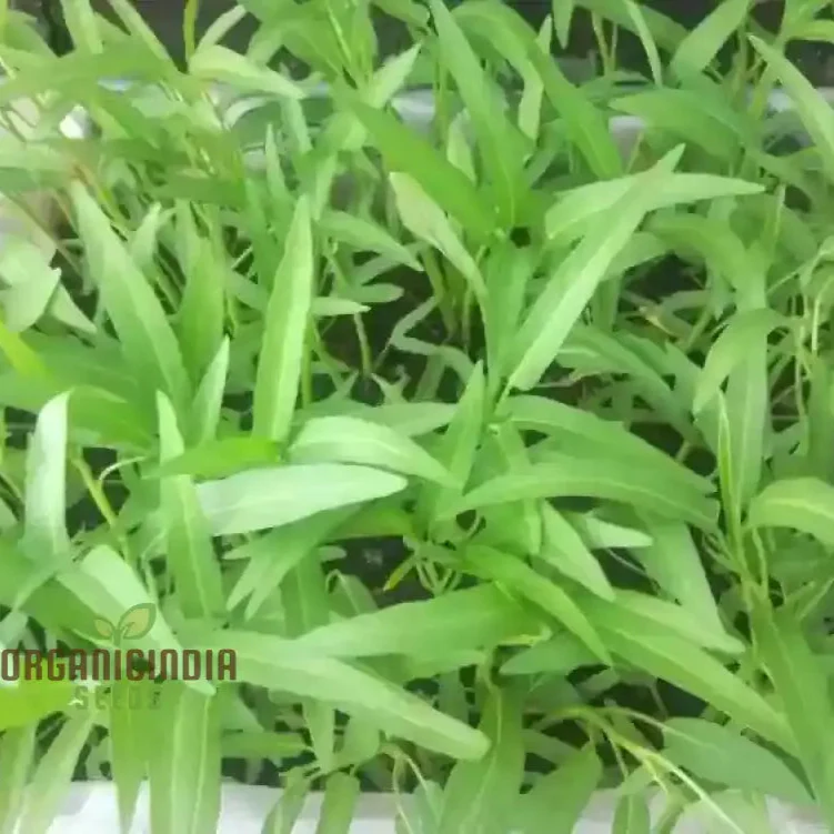 Kalmi Shak Seeds for Planting, High-Quality Planting Seeds for Your Garden - Image 3