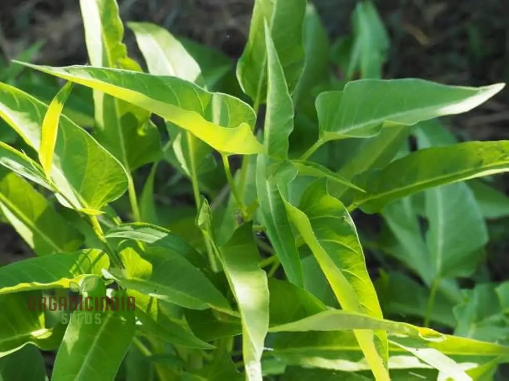 Kalmi Shak Seeds for Planting, High-Quality Planting Seeds for Your Garden - Image 4
