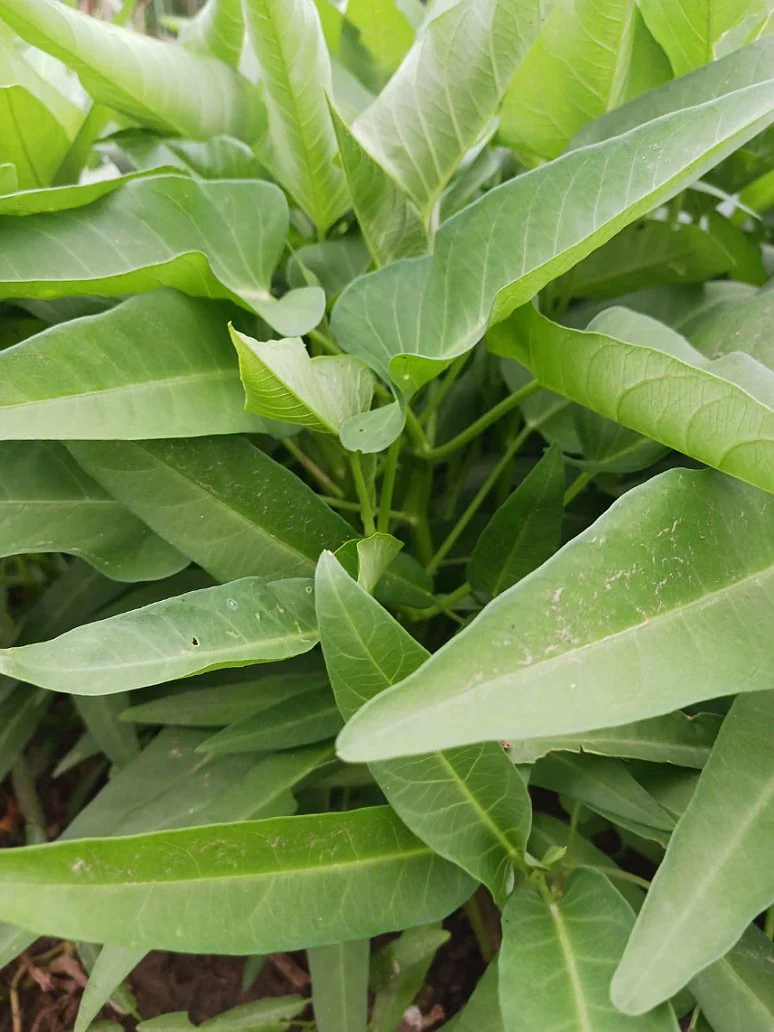 Kalmi Shak Seeds for Planting, High-Quality Planting Seeds for Your Garden - Image 5