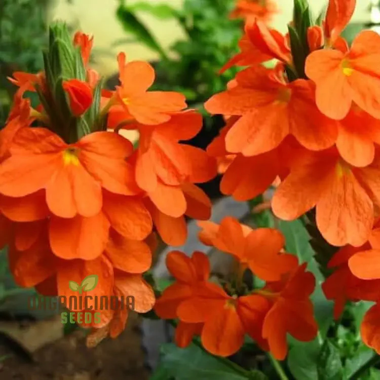Kanakambara Flower Seed-Hybrid for Planting, Rare Seeds for Exquisite Blooms