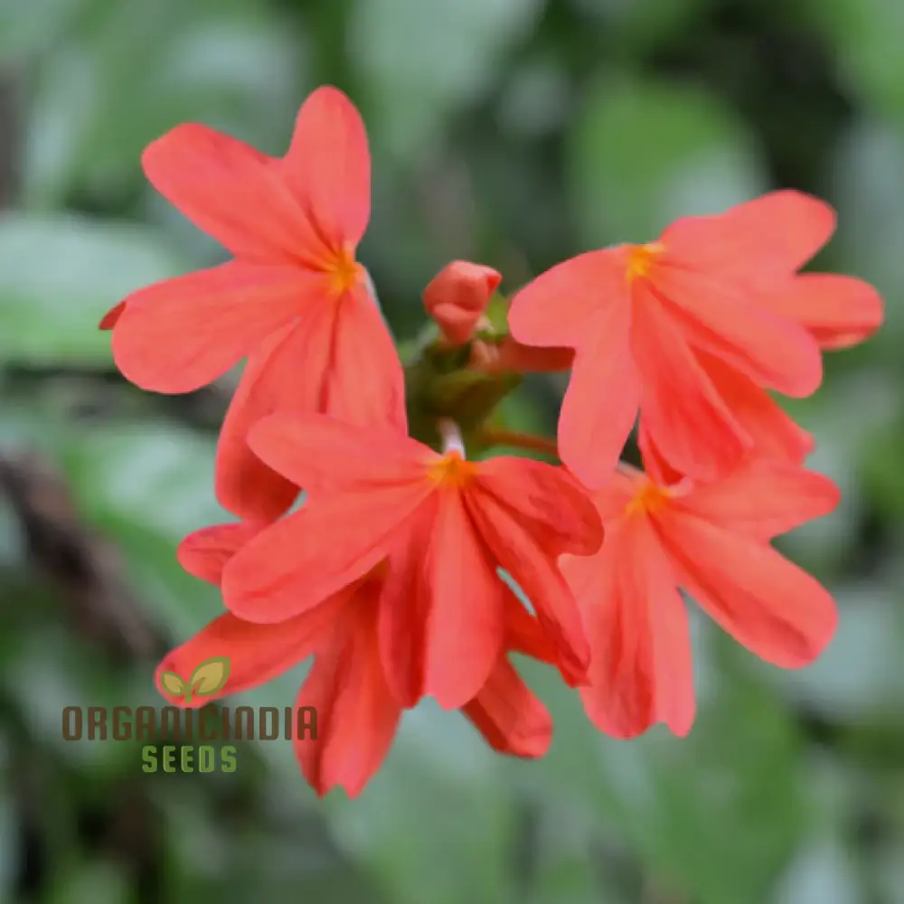 Kanakambara Flower Seed-Hybrid for Planting, Rare Seeds for Exquisite Blooms - Image 3