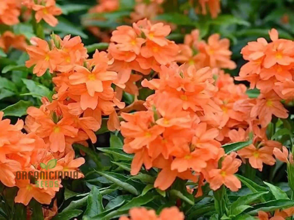 Kanakambara Flower Seed-Hybrid for Planting, Rare Seeds for Exquisite Blooms - Image 4
