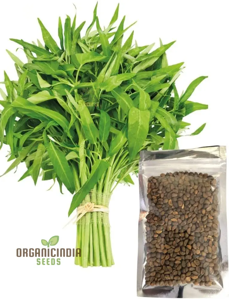 Kang Kong (Water Spinach Or Entsai) Seeds for Planting - Organic Gardening Essentials - Image 3