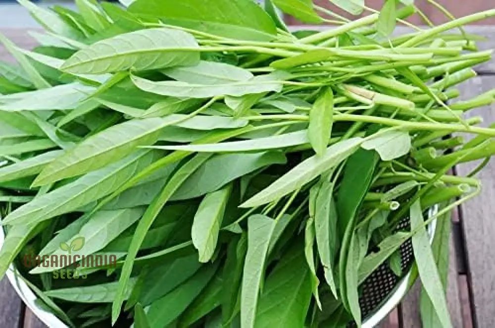 Kang Kong (Water Spinach Or Entsai) Seeds for Planting - Organic Gardening Essentials - Image 4